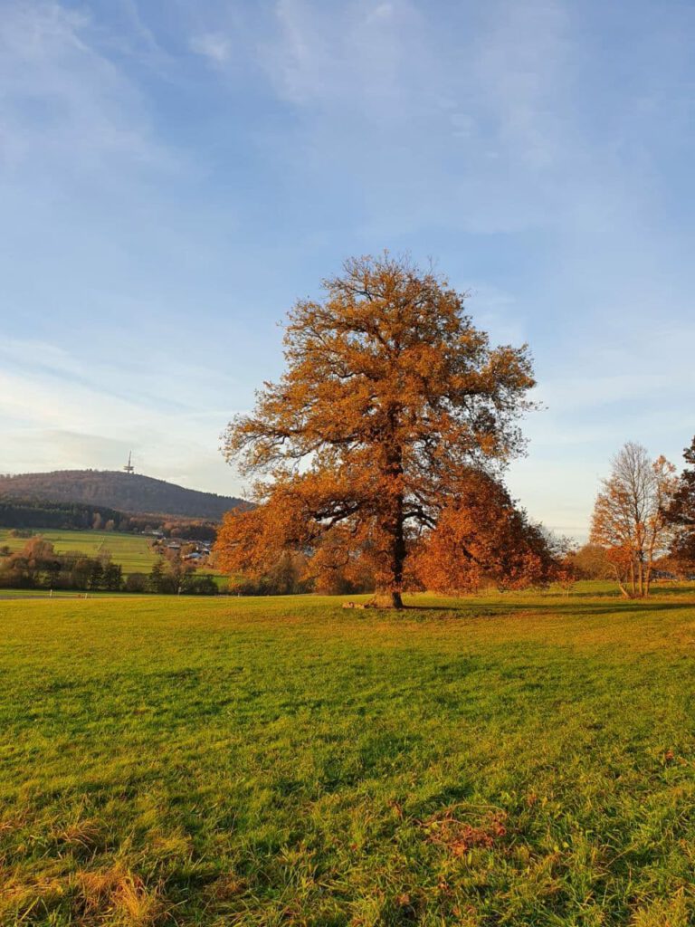 Dieses Bild hat ein leeres Alt-Attribut. Der Dateiname ist photo_2020-11-15_19-49-26-768x1024.jpg